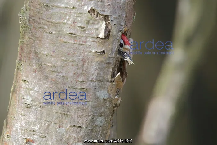  : Lesser spotted Woodpecker