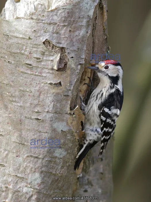 : Lesser spotted Woodpecker : Lesser spotted Woodpecker