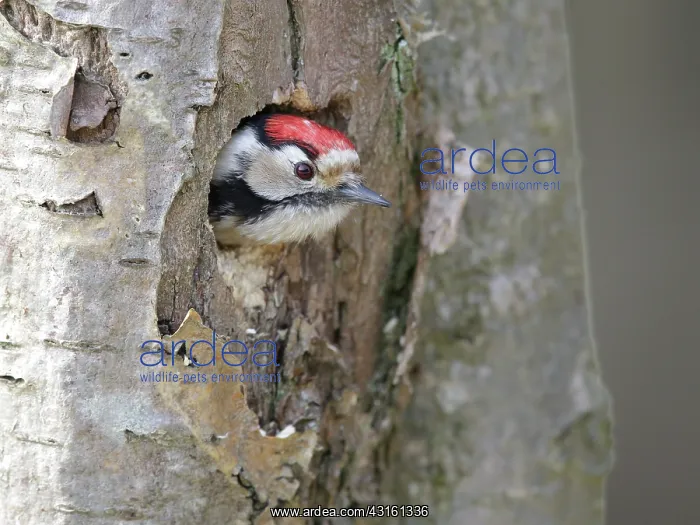 : Lesser spotted Woodpecker : Lesser spotted Woodpecker