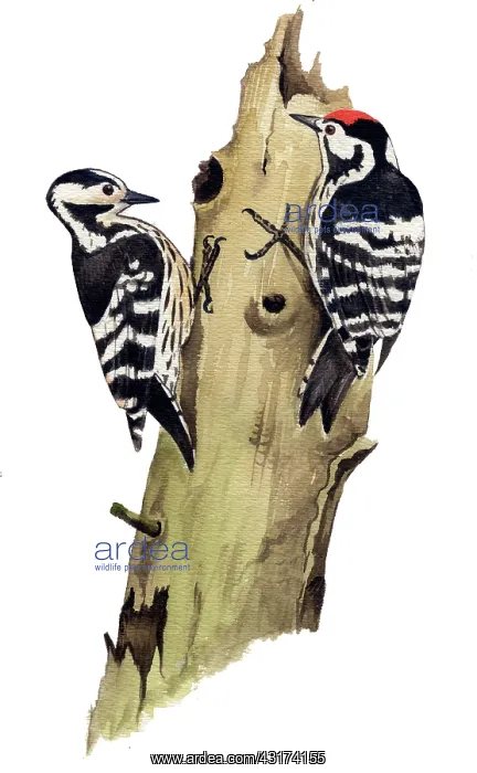 : Lesser Spotted Woodpecker : Lesser Spotted Woodpecker