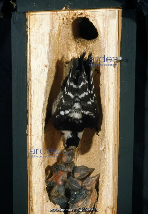 : Lesser-spotted Woodpecker - cross section of tree : Lesser-spotted Woodpecker - cross section of tree
