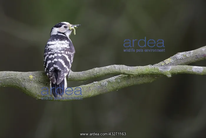 : Lesser Spotted Woodpecker (Dendrocopos minor) w : Lesser Spotted Woodpecker (Dendrocopos minor) w