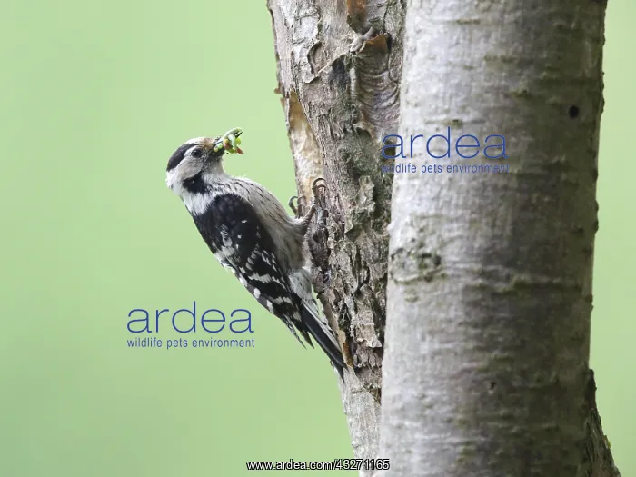 : Lesser Spotted Woodpecker (Dendrocopos minor) w : Lesser Spotted Woodpecker (Dendrocopos minor) w