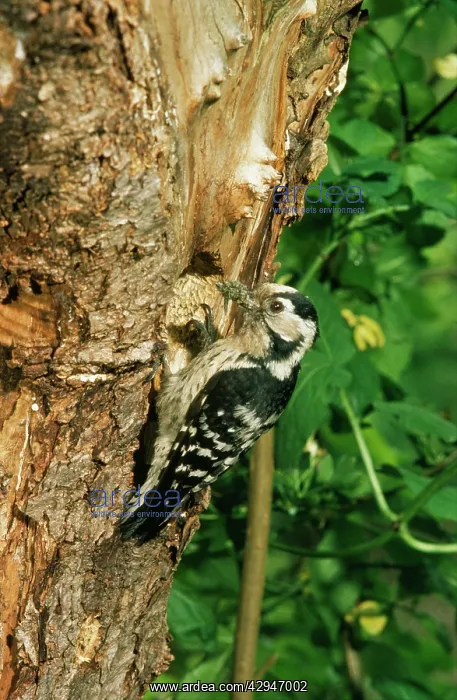 : Lesser-spotted Woodpecker - female : Lesser-spotted Woodpecker - female