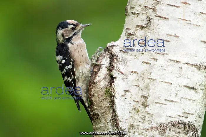 : Lesser Spotted Woodpecker - female : Lesser Spotted Woodpecker - female