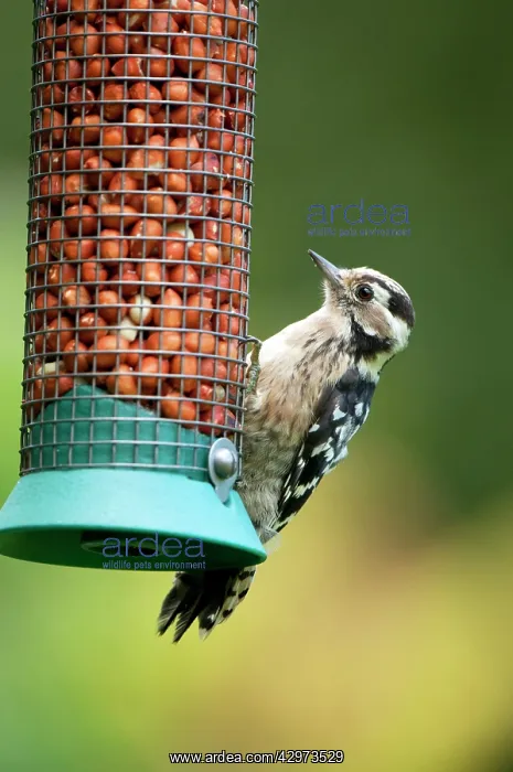 : Lesser Spotted Woodpecker - female on feeder : Lesser Spotted Woodpecker - female on feeder