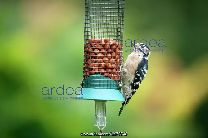 : Lesser Spotted Woodpecker - female on feeder : Lesser Spotted Woodpecker - female on feeder
