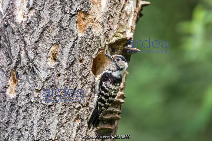 : Lesser Spotted Woodpecker - Female - Hungary : Lesser Spotted Woodpecker - Female - Hungary