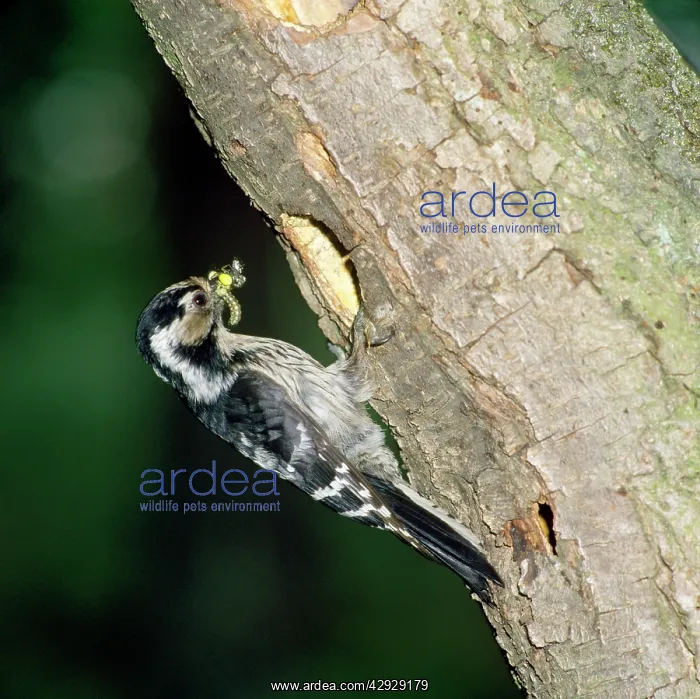: Lesser Spotted Woodpecker - at nest hole with food : Lesser Spotted Woodpecker - at nest hole with food
