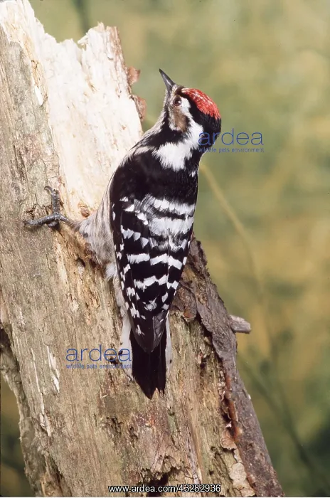  : LESSER-SPOTTED WOODPECKER - on tree trunk