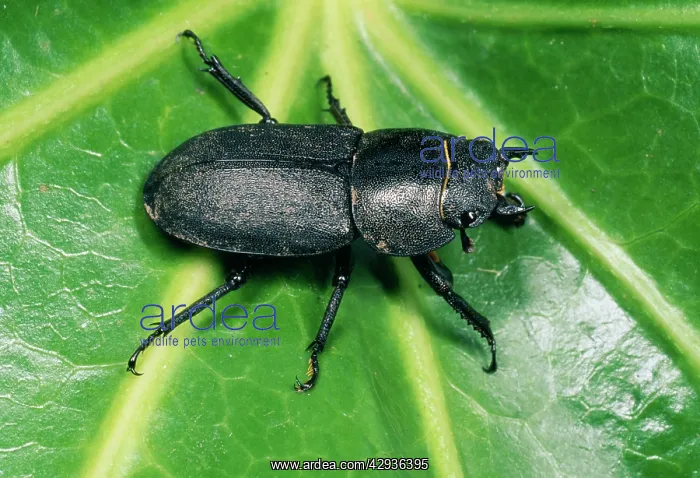 : Lesser Stag Beetle : Lesser Stag Beetle