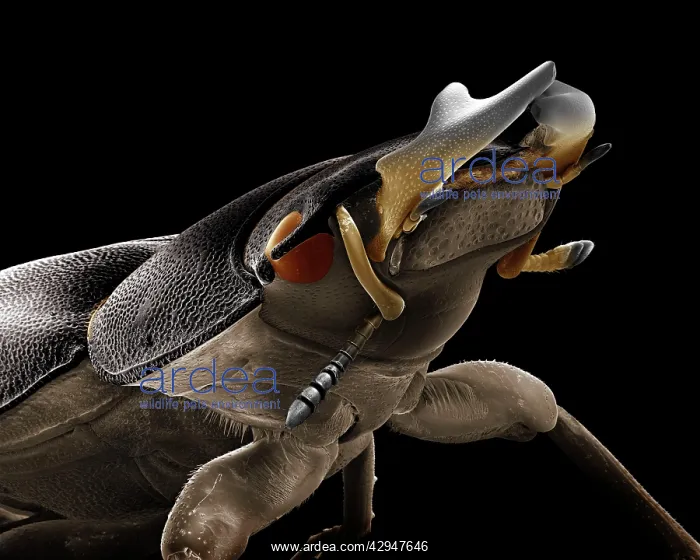  : Lesser Stag Beetle