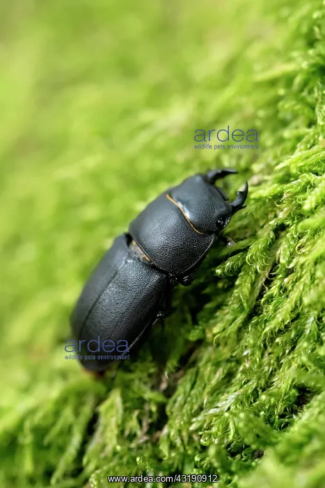 : Lesser stag beetle (Dorcus parallelipipedus), beetle : Lesser stag beetle (Dorcus parallelipipedus), beetle
