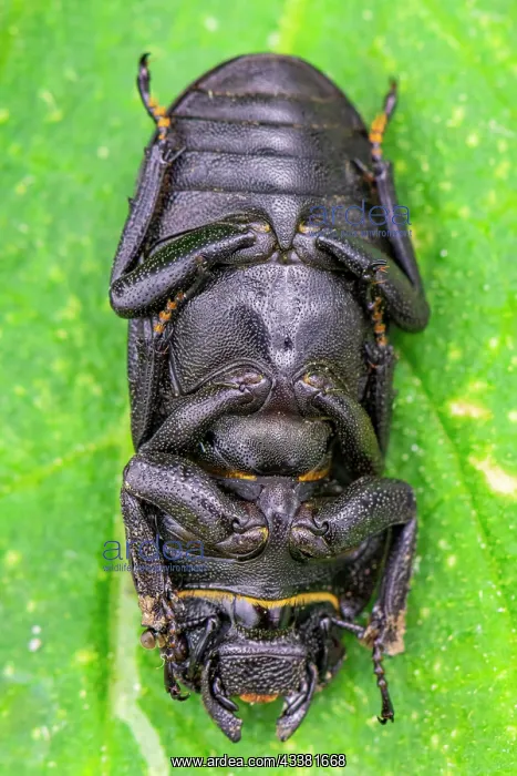 : Lesser stag beetle (Dorcus parallelipipedus) fem : Lesser stag beetle (Dorcus parallelipipedus) fem