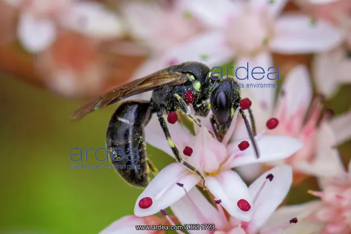 : Lesser stag beetle (Dorcus parallelipipedus) fem : Lesser stag beetle (Dorcus parallelipipedus) fem