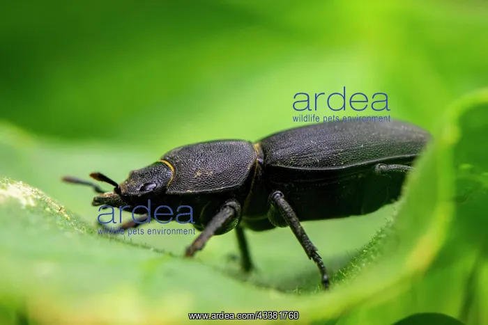 : Lesser stag beetle (Dorcus parallelipipedus) fem : Lesser stag beetle (Dorcus parallelipipedus) fem