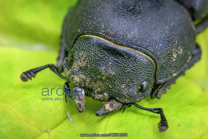 : Lesser stag beetle (Dorcus parallelipipedus) fem : Lesser stag beetle (Dorcus parallelipipedus) fem