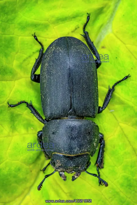 : Lesser stag beetle (Dorcus parallelipipedus) fem : Lesser stag beetle (Dorcus parallelipipedus) fem