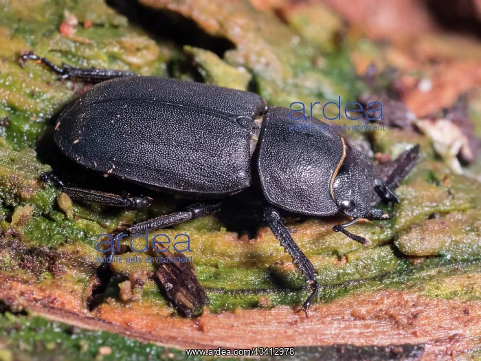 : Lesser Stag Beetle - female - UK : Lesser Stag Beetle - female - UK