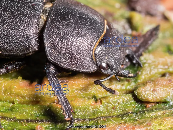 : Lesser Stag Beetle - female - UK : Lesser Stag Beetle - female - UK