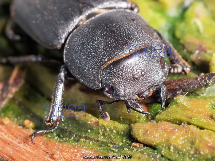 : Lesser Stag Beetle - female - UK : Lesser Stag Beetle - female - UK
