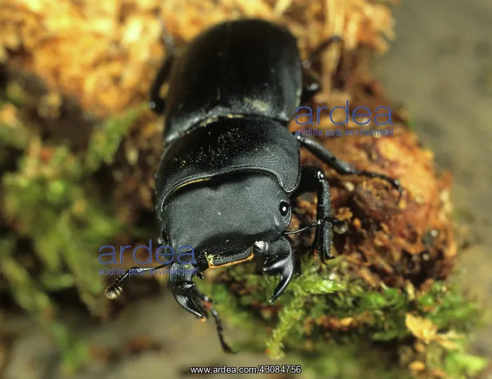 : Lesser stag beetle on rotten wood : Lesser stag beetle on rotten wood