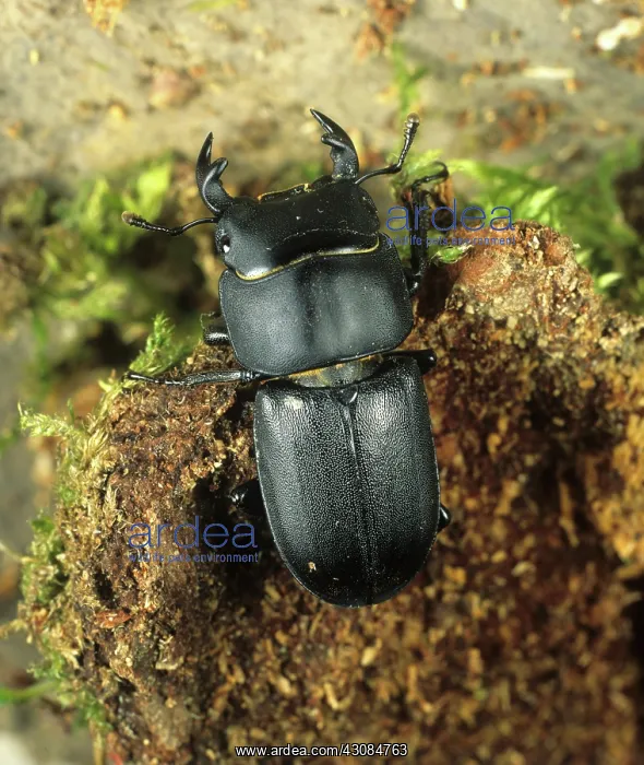 : Lesser Stag Beetle on rotten wood : Lesser Stag Beetle on rotten wood