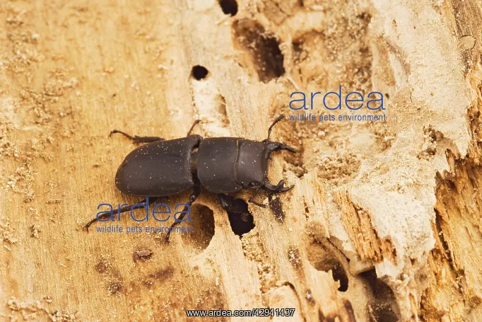 : Lesser Stag Beetle - on rotting timber : Lesser Stag Beetle - on rotting timber