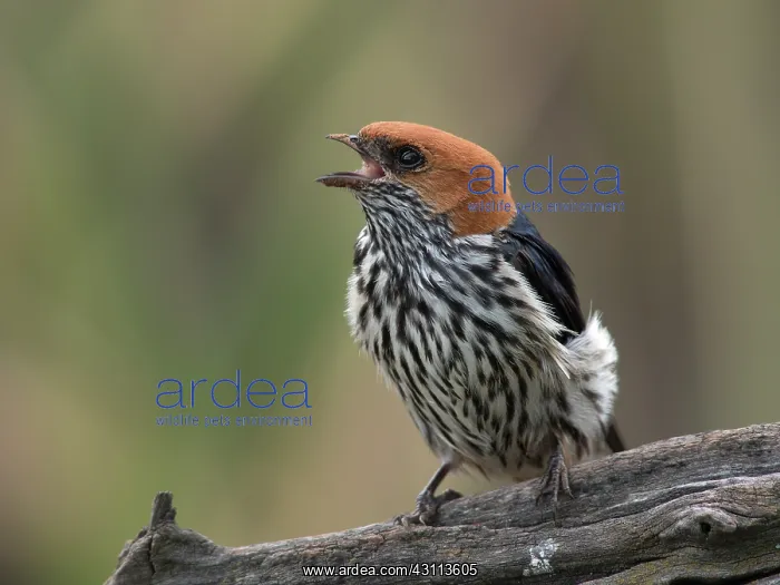 : Lesser Striped Swallow : Lesser Striped Swallow