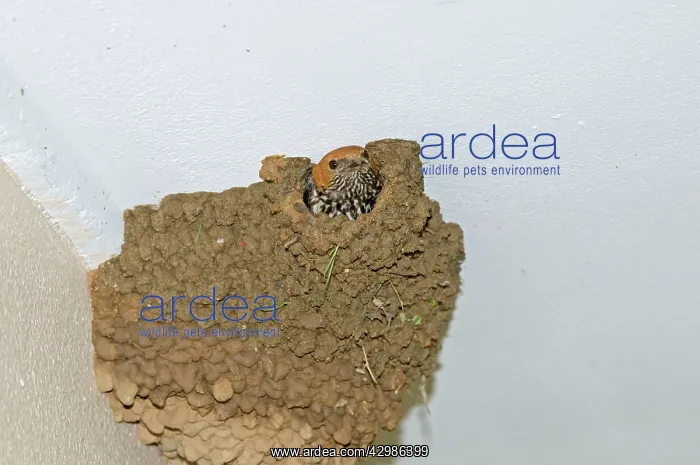 : Lesser Striped Swallow - applying mud to nest entrance : Lesser Striped Swallow - applying mud to nest entrance