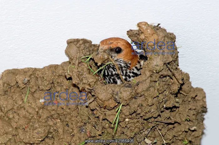  : Lesser Striped Swallow - applying mud to nest entrance