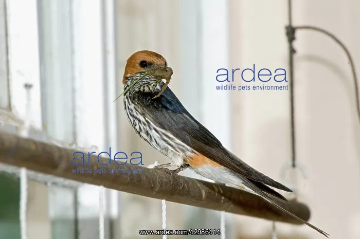 : Lesser Striped Swallow - with beak full of mud : Lesser Striped Swallow - with beak full of mud