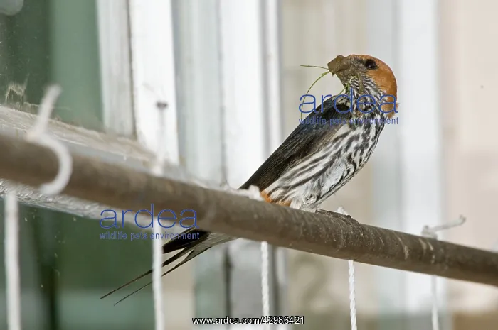 : Lesser Striped Swallow - with beak full of mud : Lesser Striped Swallow - with beak full of mud