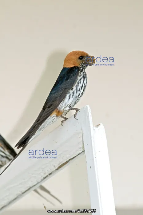 : Lesser Striped Swallow - with beak full of mud : Lesser Striped Swallow - with beak full of mud