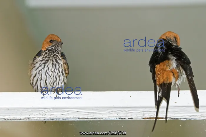 : Lesser Striped Swallow - pair perched on window frame : Lesser Striped Swallow - pair perched on window frame