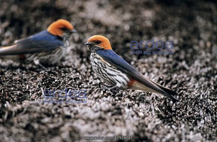 : Lesser Stripped SWALLOW - Perched on thatched roof : Lesser Stripped SWALLOW - Perched on thatched roof