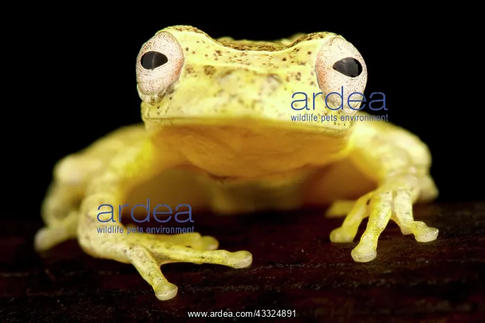 : Lesser treefrog (Dendropsophus minutus), on black background : Lesser treefrog (Dendropsophus minutus), on black background