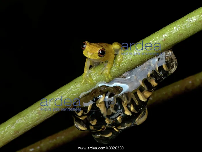  : Lesser Treefrog (Dendropsophus minutus), male ca