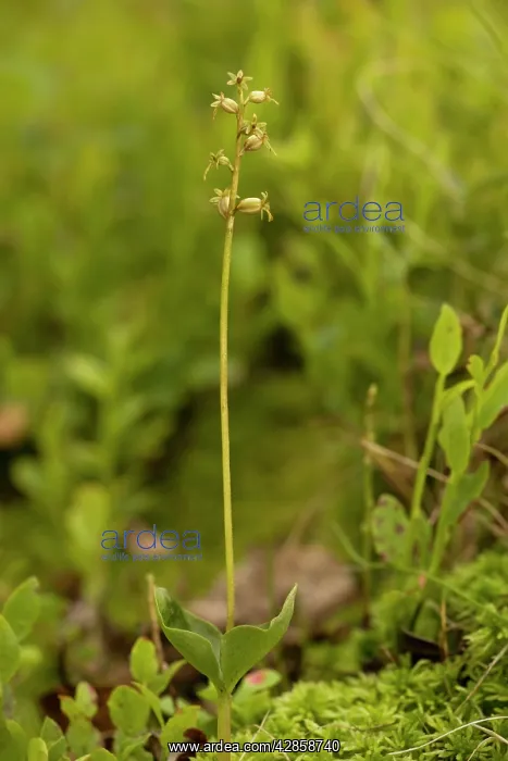 : Lesser twayblade orchid : Lesser twayblade orchid