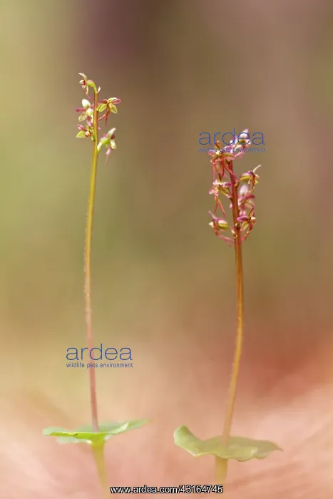 : Lesser Twayblade orchid : Lesser Twayblade orchid