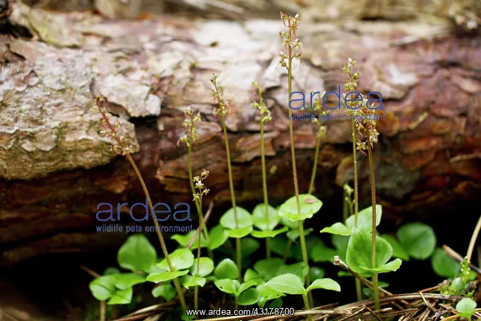 : Lesser Twayblade orchid : Lesser Twayblade orchid