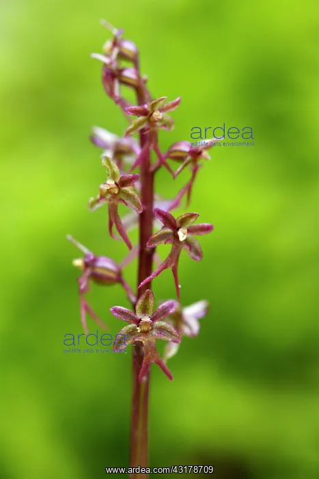 : Lesser Twayblade orchid : Lesser Twayblade orchid