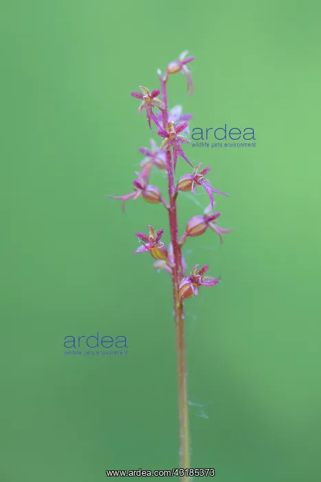 : Lesser Twayblade orchid : Lesser Twayblade orchid
