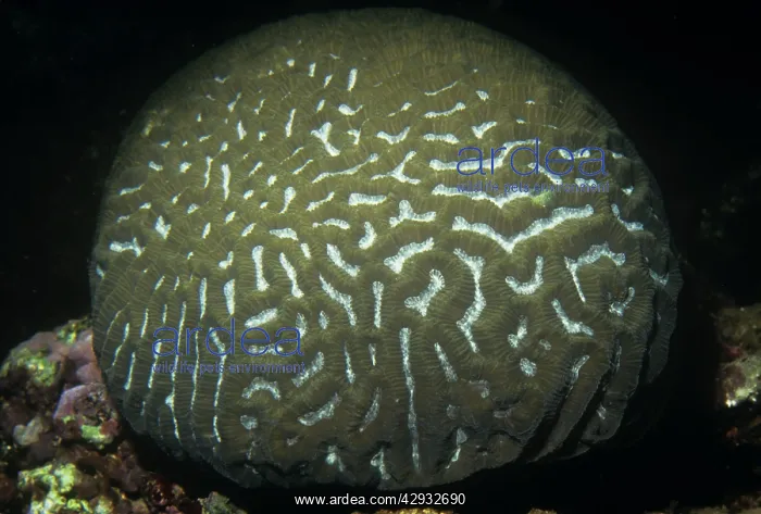 : Lesser Valley Brain Coral : Lesser Valley Brain Coral