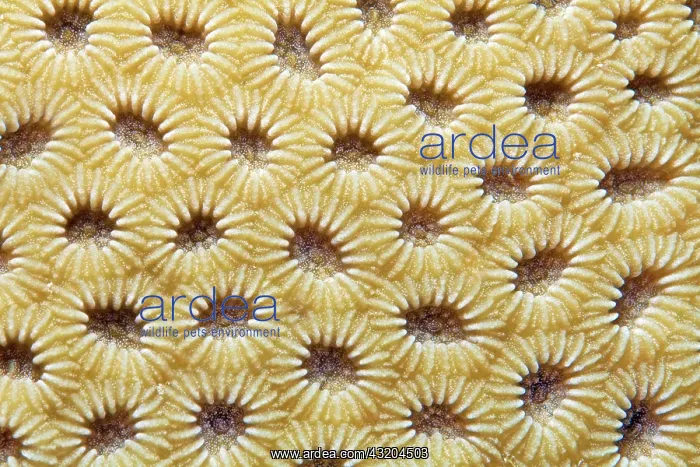 : Lesser Valley Coral (Favia), detail with retracted : Lesser Valley Coral (Favia), detail with retracted