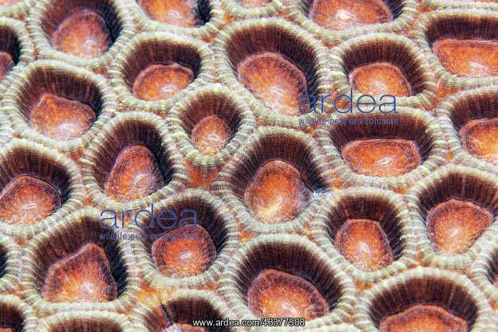 : Lesser valley coral (Favia) detail with retracted : Lesser valley coral (Favia) detail with retracted