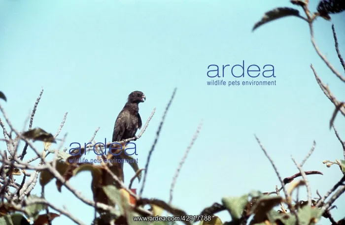 : Lesser Vasa Parrot / Black Parrot - rare : Lesser Vasa Parrot / Black Parrot - rare