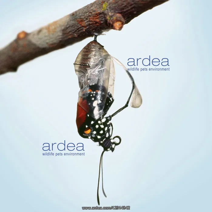 : Lesser Wanderer / African Monarch / Golden Daniid : Lesser Wanderer / African Monarch / Golden Daniid
