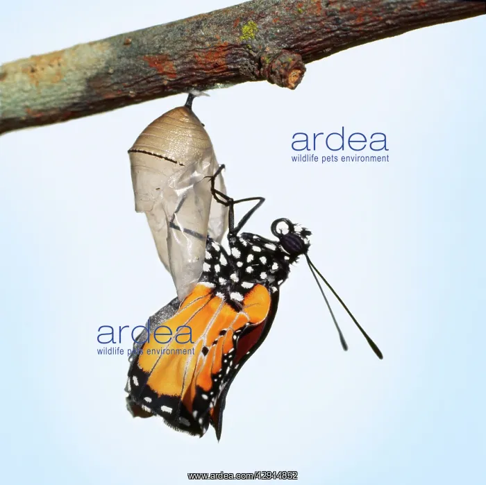 : Lesser Wanderer / African Monarch / Golden Daniid : Lesser Wanderer / African Monarch / Golden Daniid