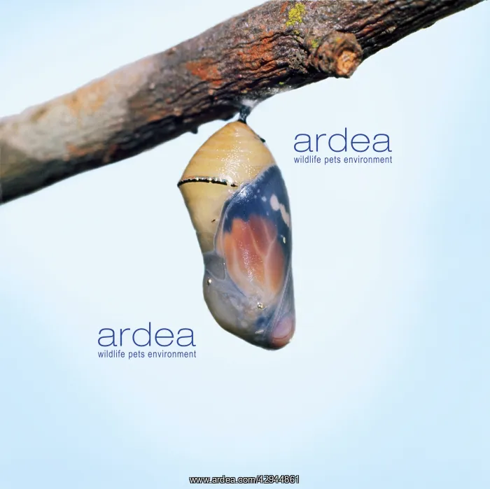 : Lesser Wanderer / African Monarch / Golden Daniid : Lesser Wanderer / African Monarch / Golden Daniid